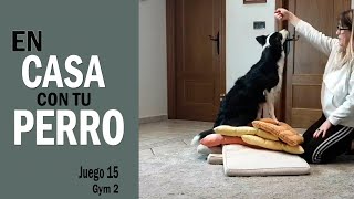 👍 En CASA con tu PERRO 🐕🏠 [JUGAR con tu PERRO en CASA Juego 15 Gym 2 ] - Cuarentena by Funny Dogs Training - Maria José García 119 views 4 years ago 7 minutes, 45 seconds