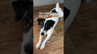 А сколько фактов знали вы? Лосьон для чистых ушей ваших хвостатых с ВБ: #WW364986  (вставляйте с WW)