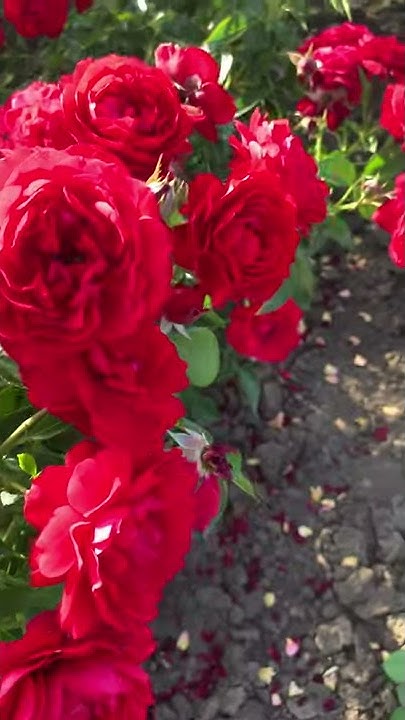 Бельканто.Плетистая Роза🌹 - YouTube