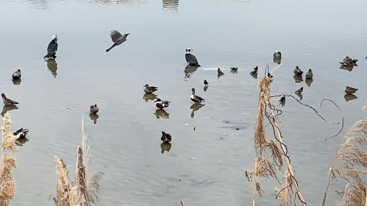 野鳥と不定期営業のスズメ食堂再開