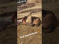 #spanishhorse #foal #caballos #horse #equine #sports #lovehorses #animalovers #relax #horses #viral
