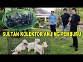 Sultan kolektor anjing pemburu ala bangsawan eropa