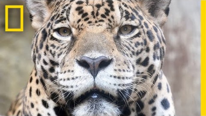 Saving Endangered Jaguars in Mexico, One Photo at a Time | National  Geographic - YouTube