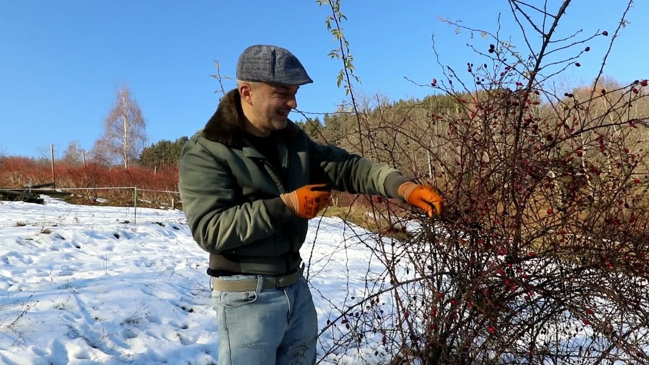 Video 48    #Rosa canina - raccogliamo le bacche!