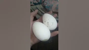 Не знаем что делать с гусиными яйцами