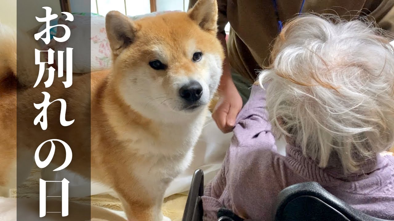 The last day at my parents' house: A Shiba Inu saying a