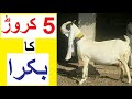 5 Crore ka Bakra  - Unusual Qurbani Animals