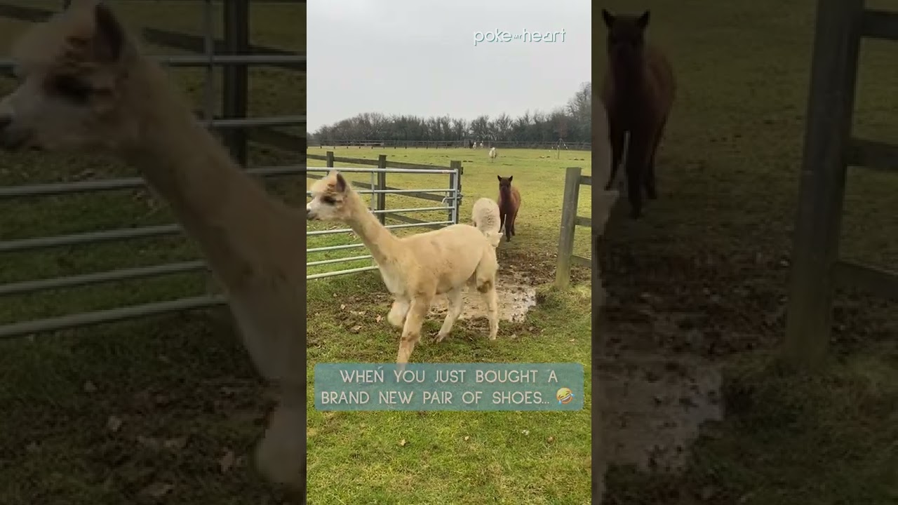 Alpacas Adorably Try to Jump Over Puddle | Shorts - YouTube