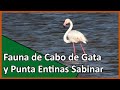 🟠 Fauna del Cabo de Gata y Punta Entinas Sabinar - BIRDING ALMERÍA 🦩🦩