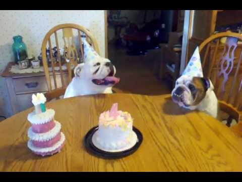 bulldog birthday party