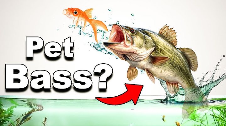 I Built A 400 Gallon River for My Pet BASS