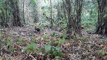 ต่อไก่ป่า Dib qaib qus tuaj zoo heev 2/12/2023