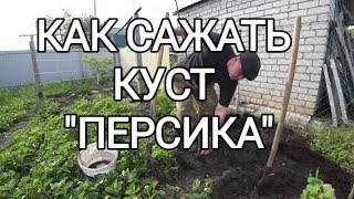 КАК САЖАТЬ ПЕРСИК ВЕСНОЙ