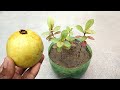 Grow guava plant easily at home | Guava seeds germination