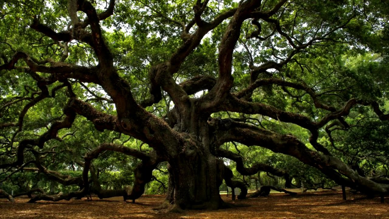 Чудо! Эти зелёные грецкие орехи вылечат щитовидную железу лучше любых лекарств.