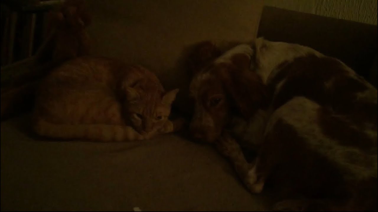 Day161: Cat vs the Roomba Apocalypse, MacGyver Door Engineering, Sacred Art of Brotherly Napping