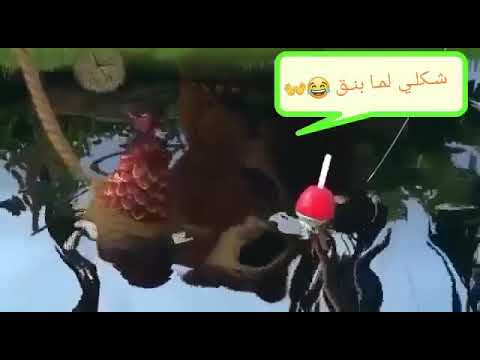 ماشا والدب شكل ماشا لما بتنق صيد السمك