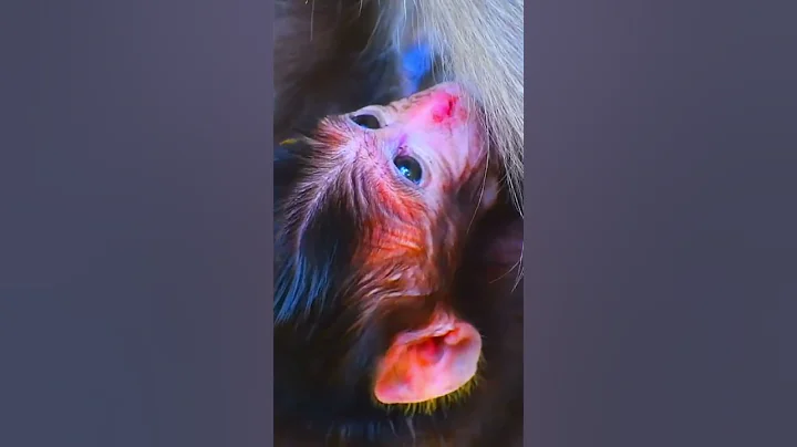 Lovely Tiny Baby Monkey Really Needs Much Milk, AW #babymonkeys #wildlifeentertainment #babyprimates