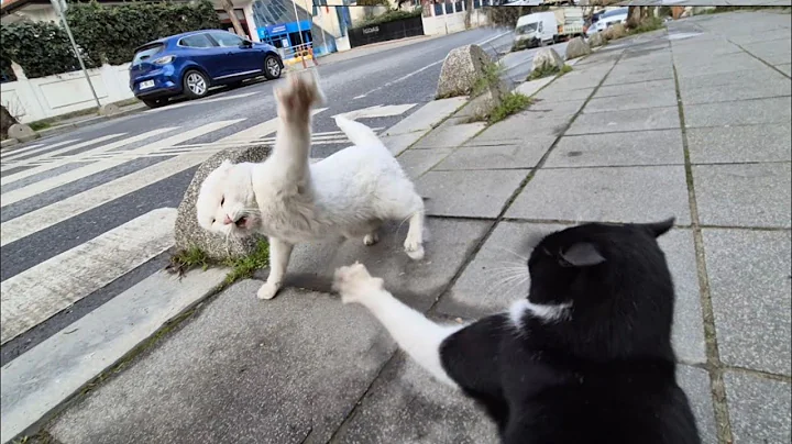 Video 7379671: tabby cat persian, stray cat, cat fight angry, kitten sweet cat, cat meowing, angry white cat, cat food, adorable cats