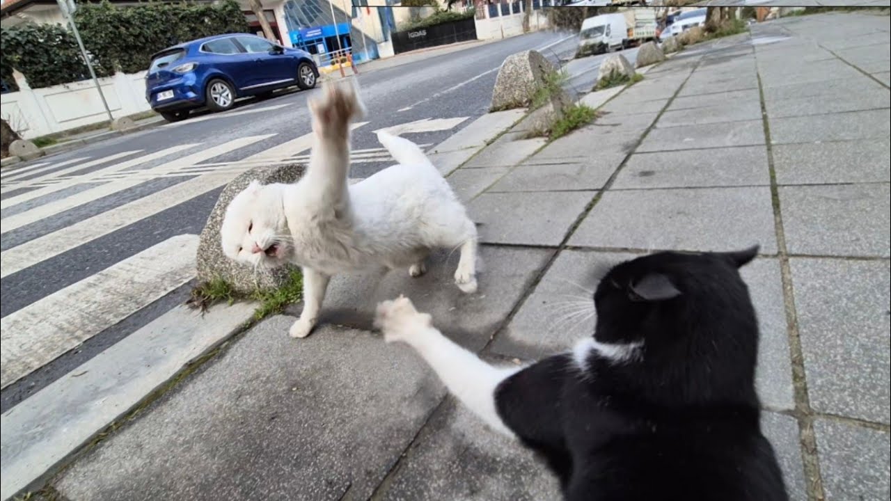 Angry White Cat Fights Brutally With Another Cat.