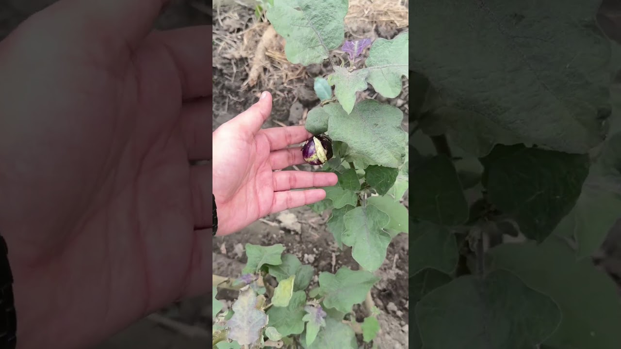 Winter Brinjals | Crop damage due to colde winter 