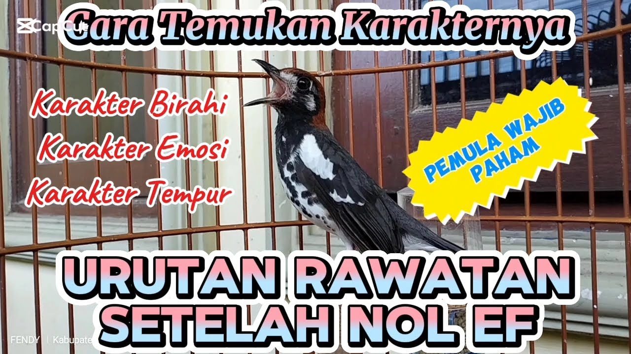 Urutan Rawatan Setelah Nol EF. Temukan karakter Birahi, Emosi dan Tempur Anis Kembang
