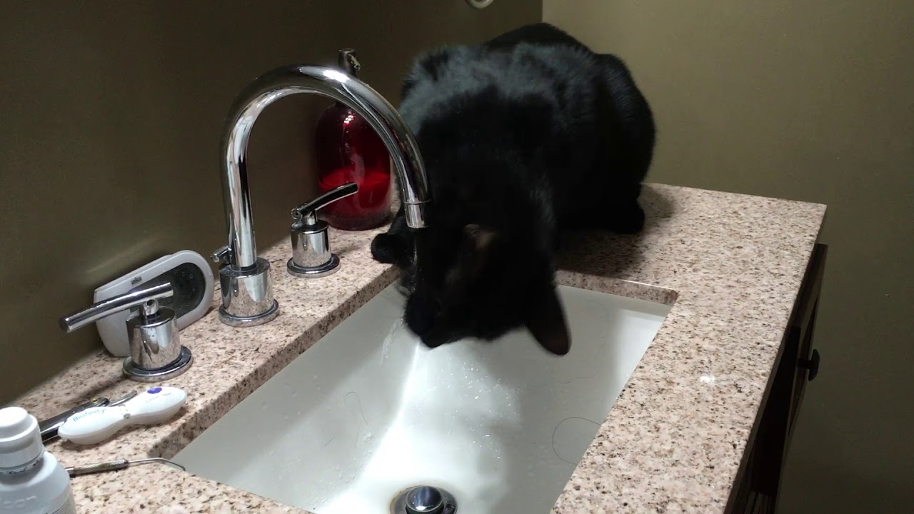 Otis Drinking Water from the Sink YouTube