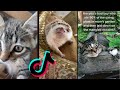 #meetmypet Tik Tok Compilation