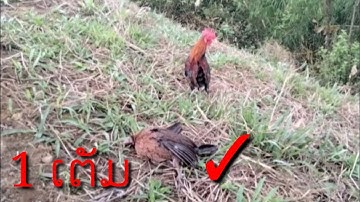 ต่อไก่ป่า hunting yos hav zoov dib qaib qu tuaj zoo kawg kiag
