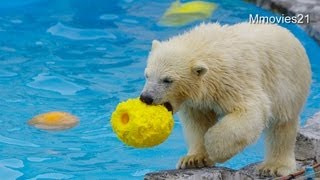 黄色い浮きではじけるホッキョクグマ