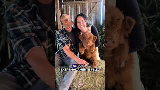 Hombre Ayuda A Una Vaca  #animalrescue #animals