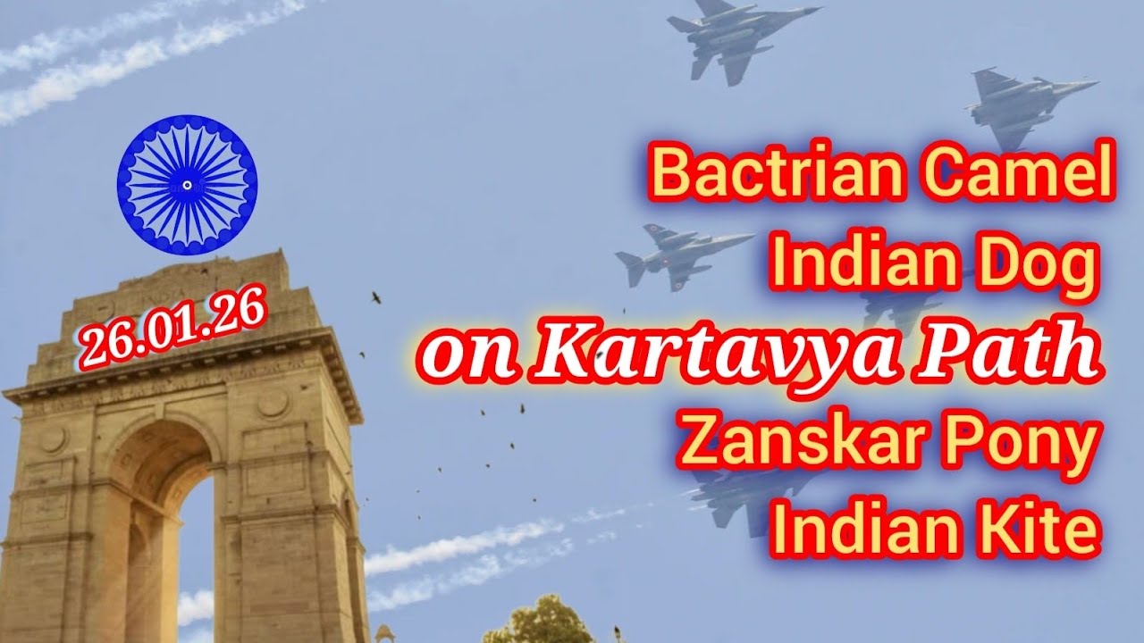 Bactrian Camel On Kartavya Path 