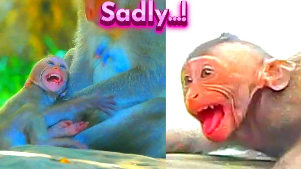 Really Got Broken Heart...! Primate Kh