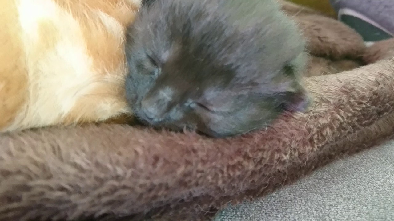 Kittens live newborn new baby kittens eyes open first time YouTube