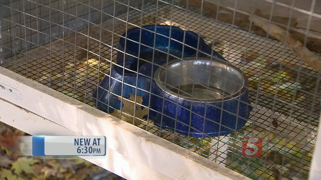 Pet Rabbit Found Decapitated In Hermitage - YouTube