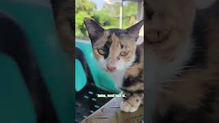 Download Lagu Kucing minta perhatian #cat #kucinglucu #catlovers MP3