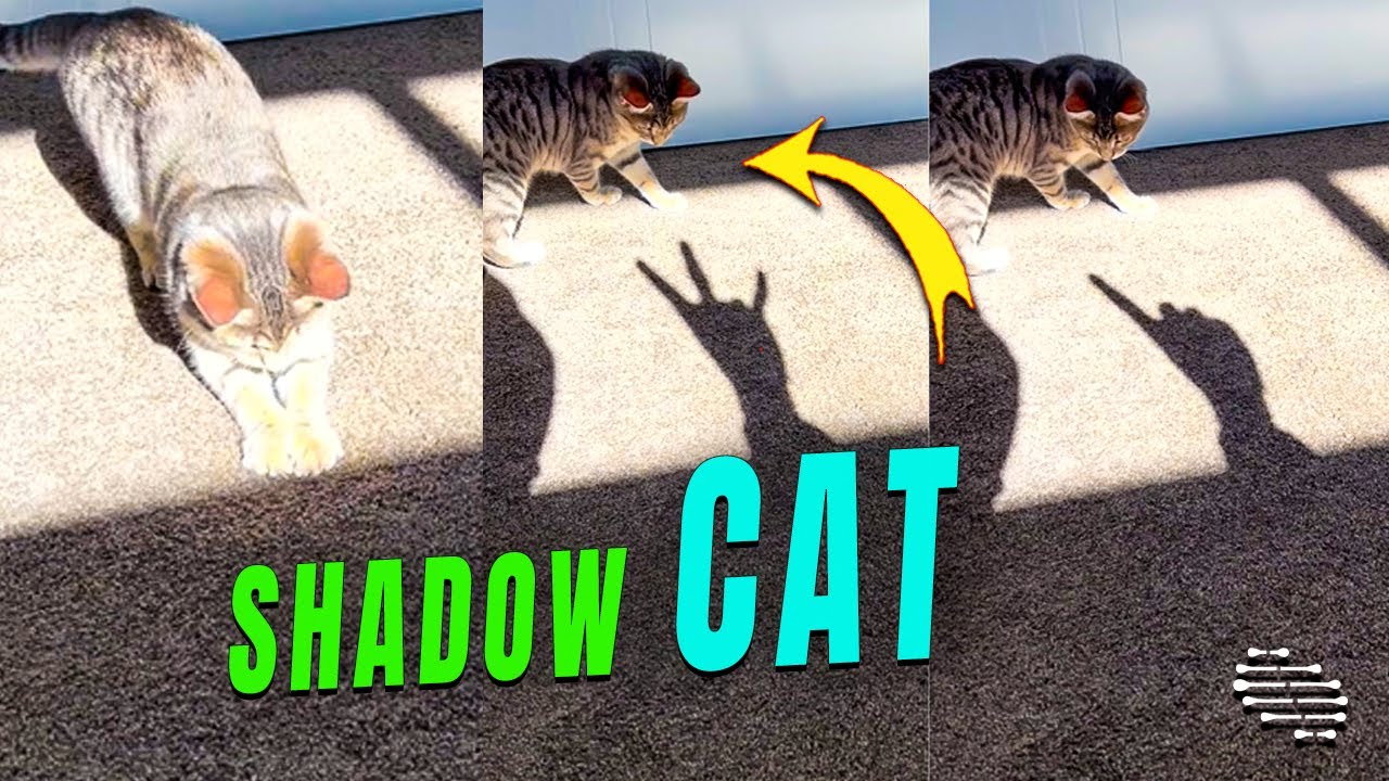 Cat Chasing the Shadows of Owner’s Hand