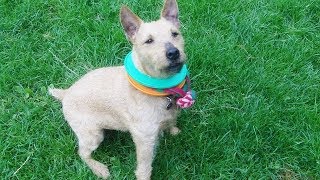 Patterdale Pip Loving Her New Miniature Kong Squeaky Ball.
