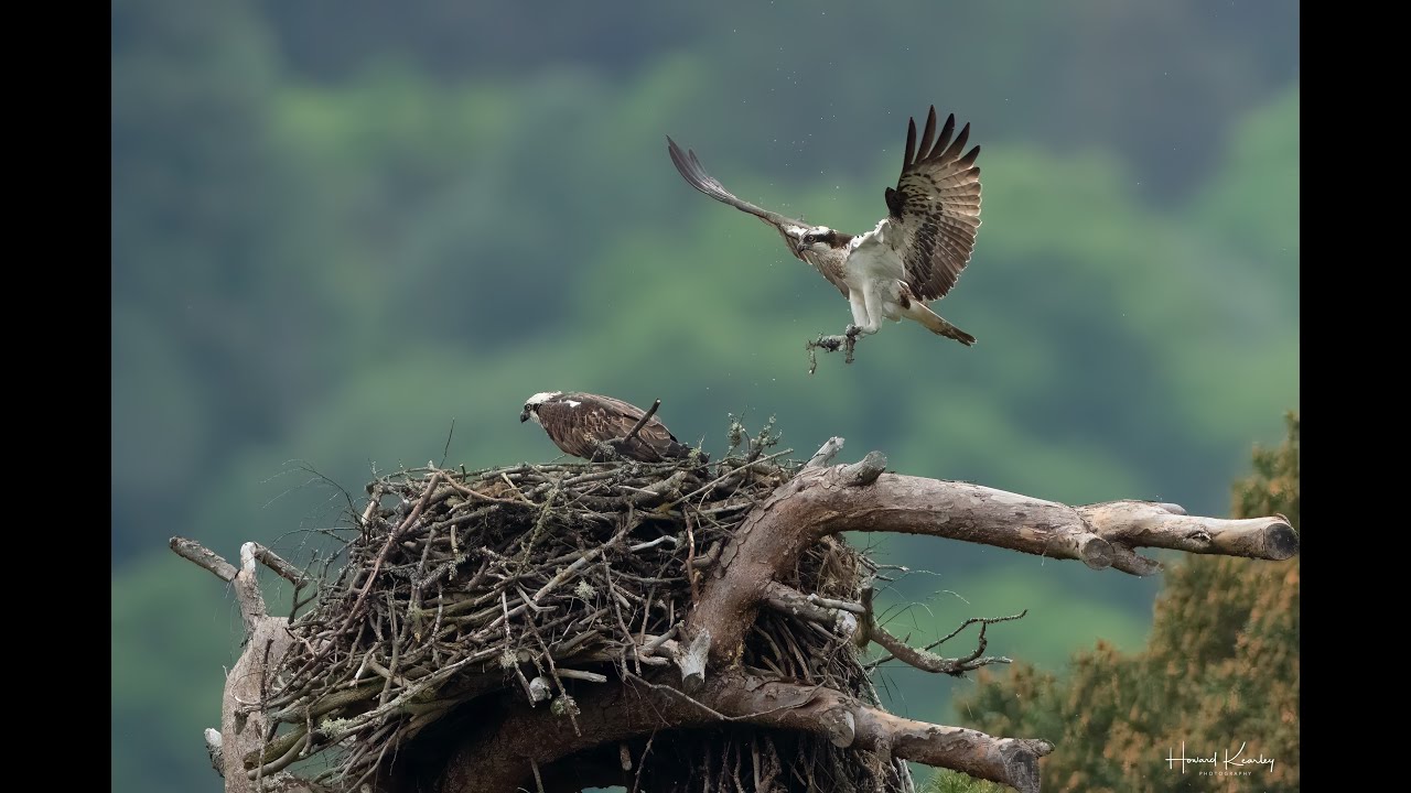 Osprey Nest at Loch of the Lowes Wildlife Reserve — Dunkeld, Perth and Kinross live camera thumbnail