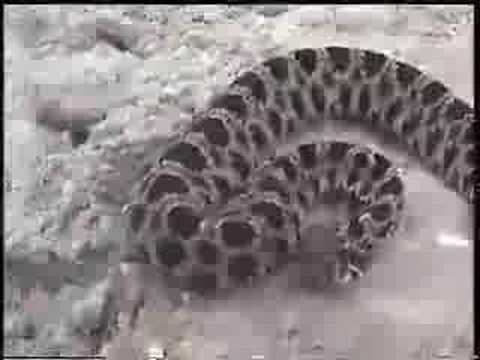 Rattlesnake Attacks Camera