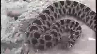 Rattlesnake Attacks Camera