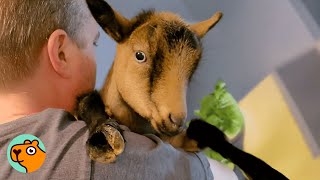Goat Acts Like A Toddler When You Try To Leave The Room | Cuddle Buddies