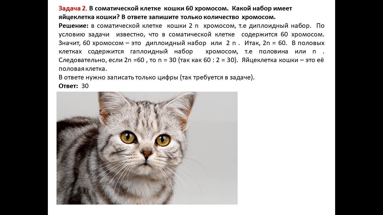наследование окраски шерсти у кошек. наследование признаков сцепленных с полом у кошек. число хромосом у кошки. генетика кошек. число хромосом у кошки.