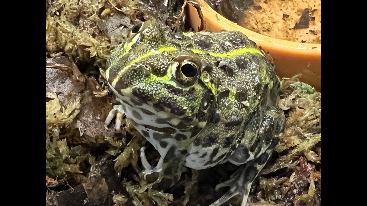 Pyxicephalus adspersus, Giant African Bullfrog our new Beastie Mascot