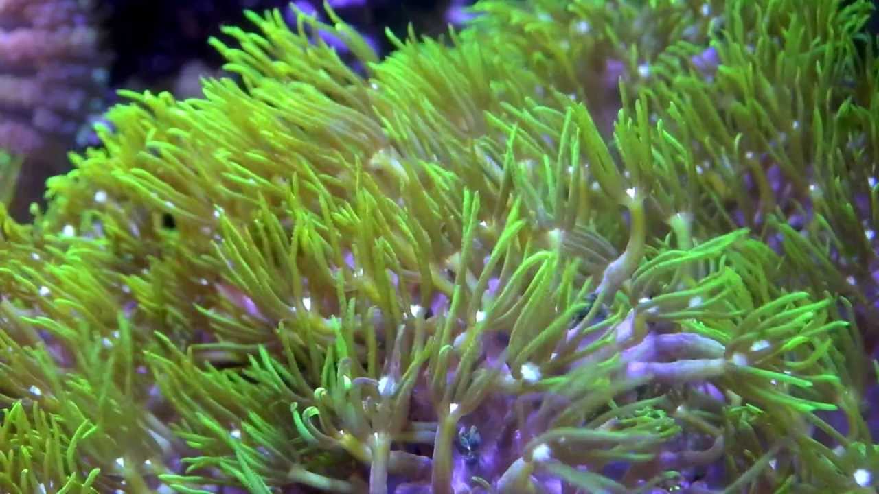 gspon Green Star Polyps Swaying