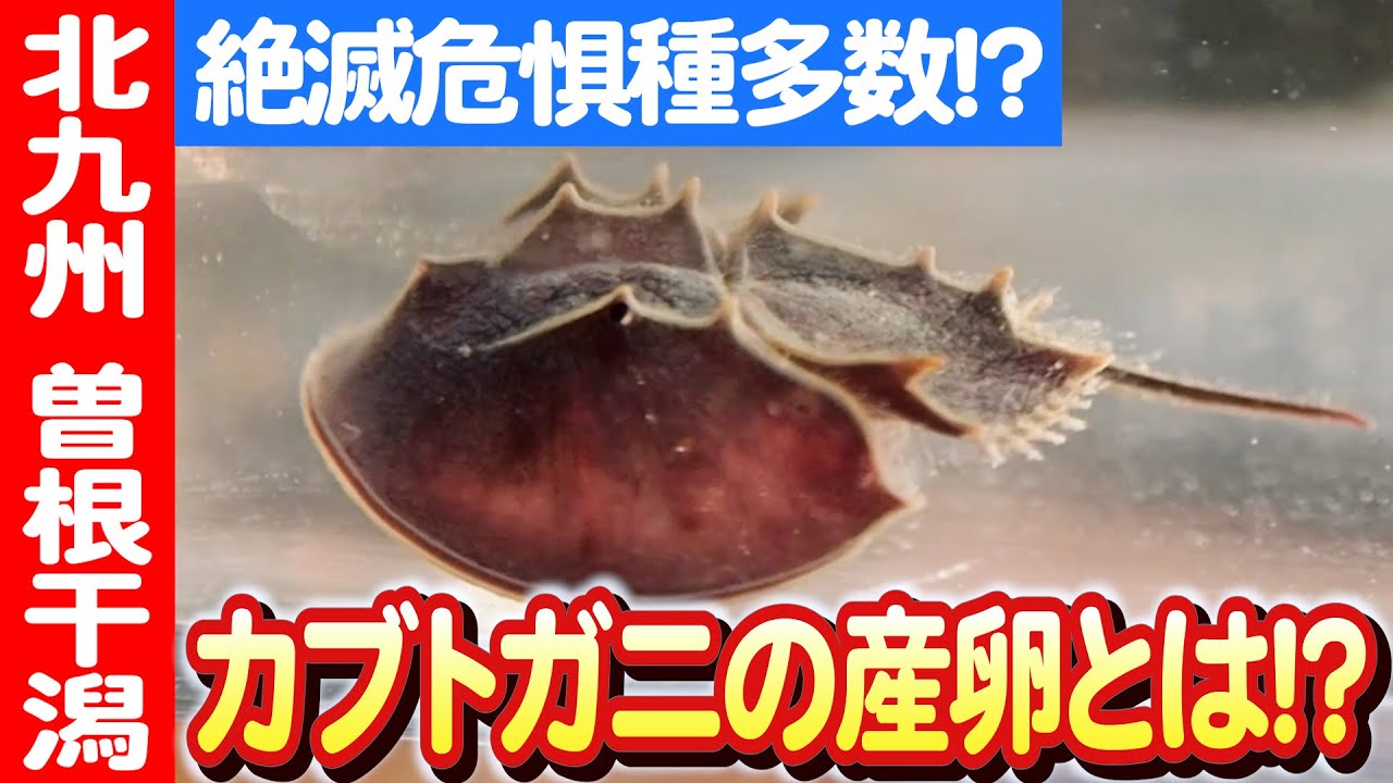 カブトガニを救え！】九州共立大学教授と行く干潟探検ツアー 日本財団