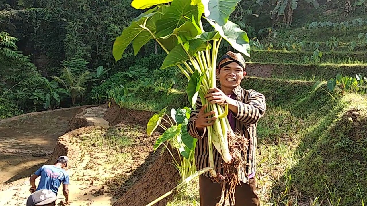 cara memasak lompong/ keladi sawah yg enak YouTube