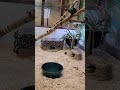 Sunny Turaco Takes A Bath #animalrescue #animalsanctuary