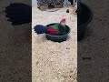 Sunny Turaco Takes A Bath #animalrescue #animalsanctuary