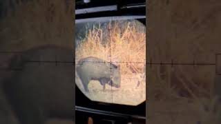 jabalies en coahuila